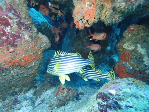A striped sweetlips fish swims in a coral cavity beside several red squirrelfish hiding in the shadows.