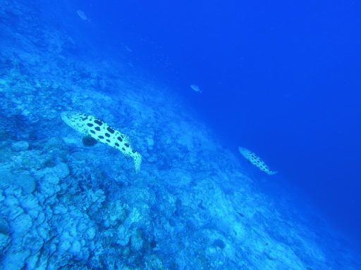 Two large potato groupers swimming over a coral slope in clear blue water.