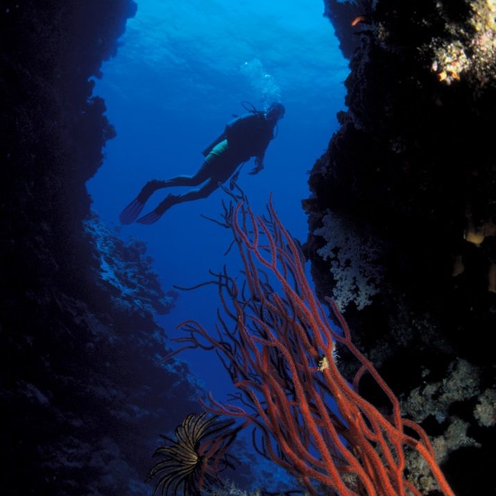 A scuba diver glides between two coral walls covered with red sea fans, exploring a narrow underwater canyon in clear blue water.