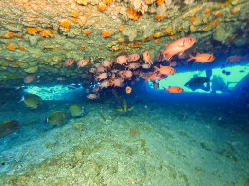 A school of pink reef fish gathers under a coral archway while divers explore in the background.