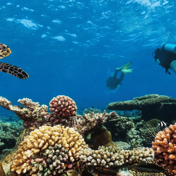 Wreck exploration dive in Seychelles with oceanika A scuba diver exploring a colorful coral-covered shipwreck with a flashlight during an underwater wreck dive.