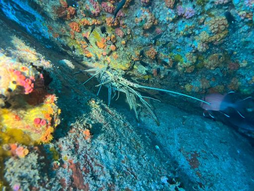 A spiny lobster rests in a rocky coral crevice, its long antennae extending into the blue light.